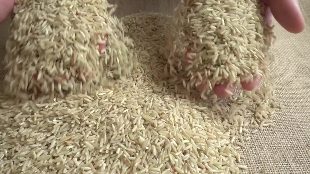 Il contadino prende il riso dal sacco di iuta. Movimento lento.