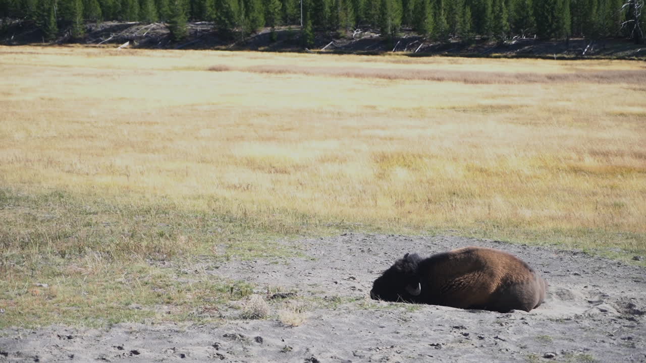 Bison Bull Resting in Dirt After Grazing on Sunny Day, Yellowstone National Park Wyoming USA