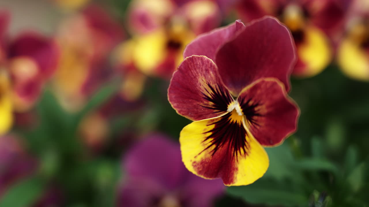 Vibrant purple and yellow pansy flower with intricate details