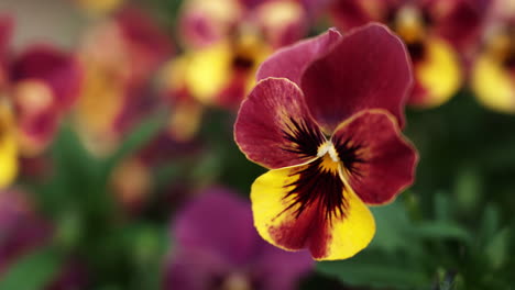 vibrant purple and yellow pansy flower with intricate details