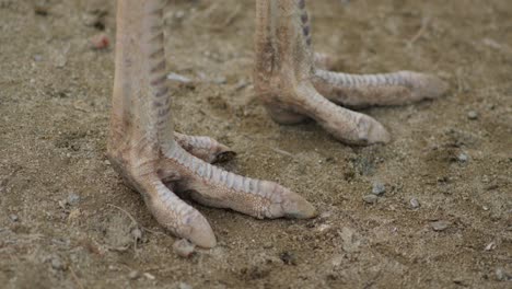 claws of the white greater rhea