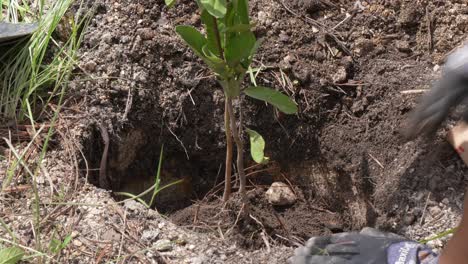 woman hand planting small tree with soil