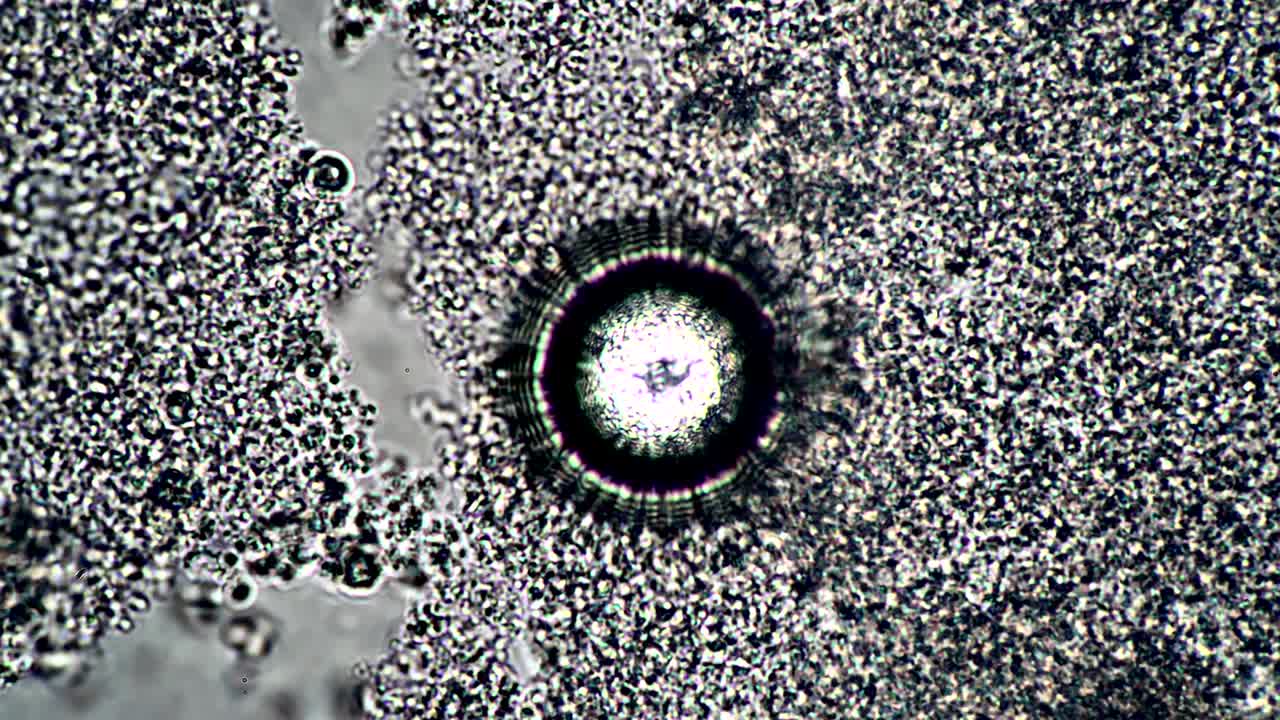 ajuste de enfoque de un objeto redondo abstracto en un microscopio