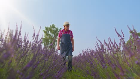 Hombre-Mayor-Abuelo-Granjero-Recogiendo-Flores-De-Lavanda-En-El-Jardín-De-Hierbas-De-Verano,-Negocio-Ecológico-Agrícola