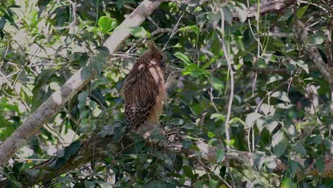 The-Buffy-Fish-Owl-is-a-big-owl-and-yet-the-smallest-among-the-four-Fish-Owls