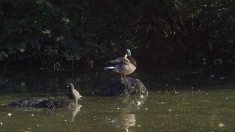 Polla-De-Agua-Mirando-Alrededor-Mientras-Está-De-Pie-Sobre-La-Roca-Del-Lago-Y-Otro-Pato-Real-Limpia-Sus-Plumas