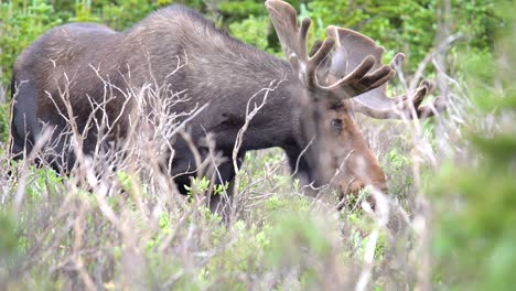 Vista-De-Cerca-De-Los-Alces-Pastando-En-Los-Bosques-De-Las-Montañas-Rocosas