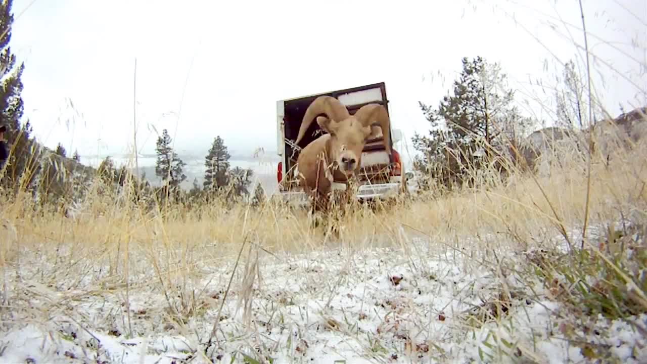 큰뿔양은 야생 생물 학자들에 의해 야생으로 방출됩니다 3