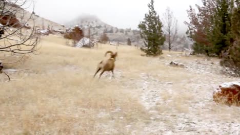 bighorn sheep are released into the wild by wildlife biologists 3