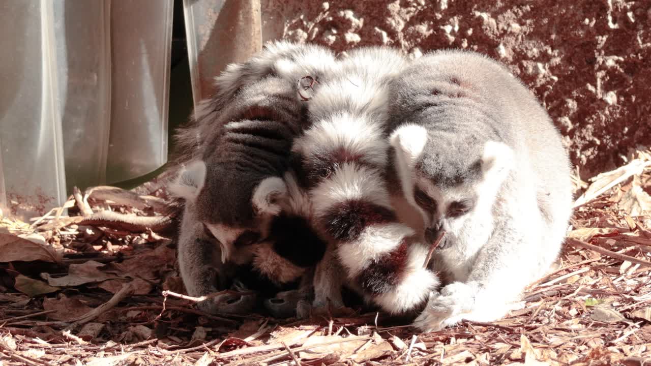 grupo de lémures descansando estrechamente juntos