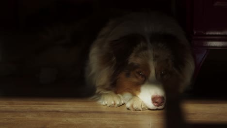 portrait of an australian red merle resting by the stove