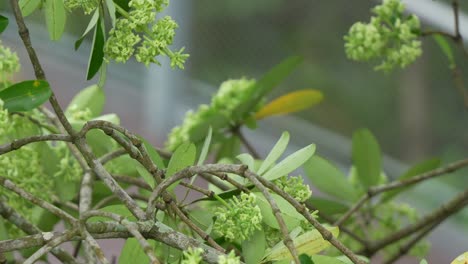 pequeño alimentador de néctar, tejedor de capa, ploceus capensis posado en la rama del árbol blackboard, alimentándose de la planta con flores, extiende sus alas y vuela lejos, fotografía de cerca