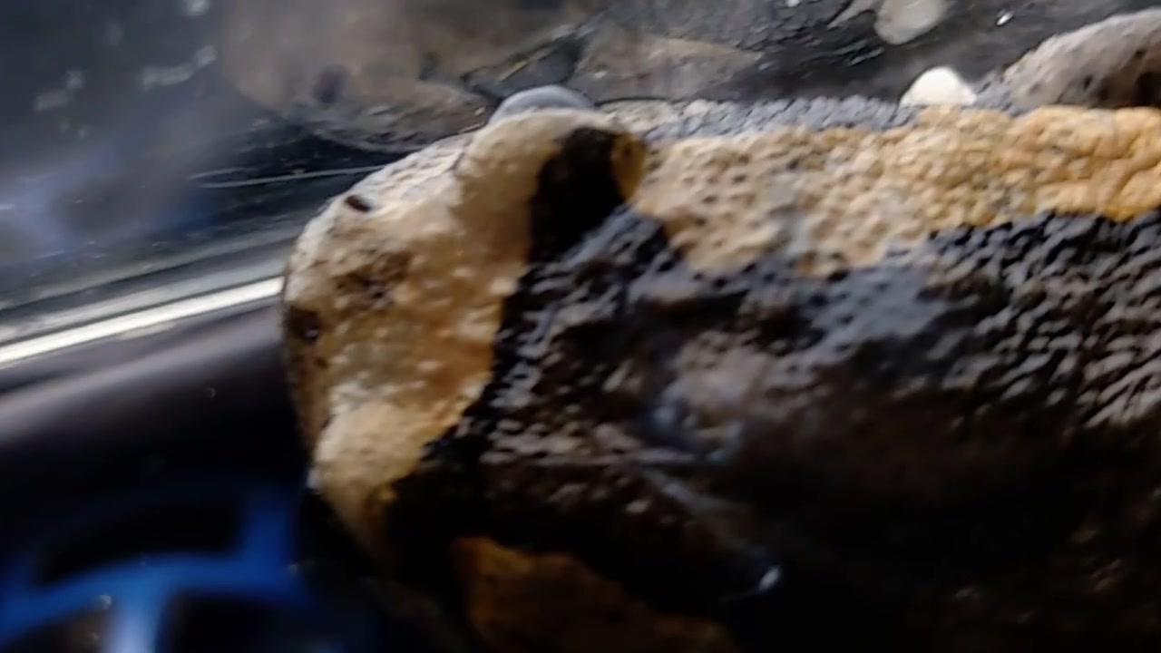 Primo piano della pelle dorsale di una rana.