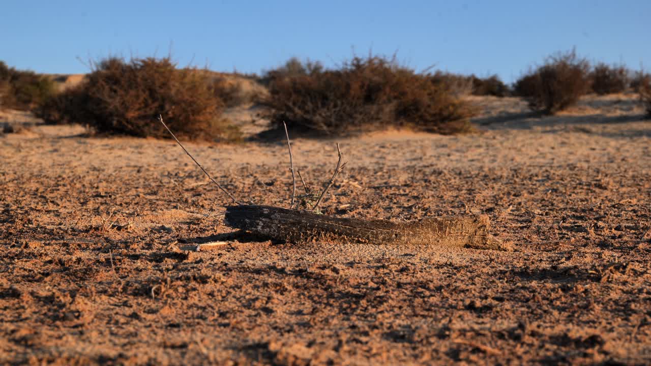 Barren desert with desert grasses in the background
