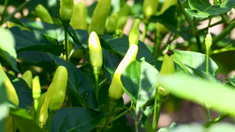 static video of unripe tabasco peppers blowing in the wind