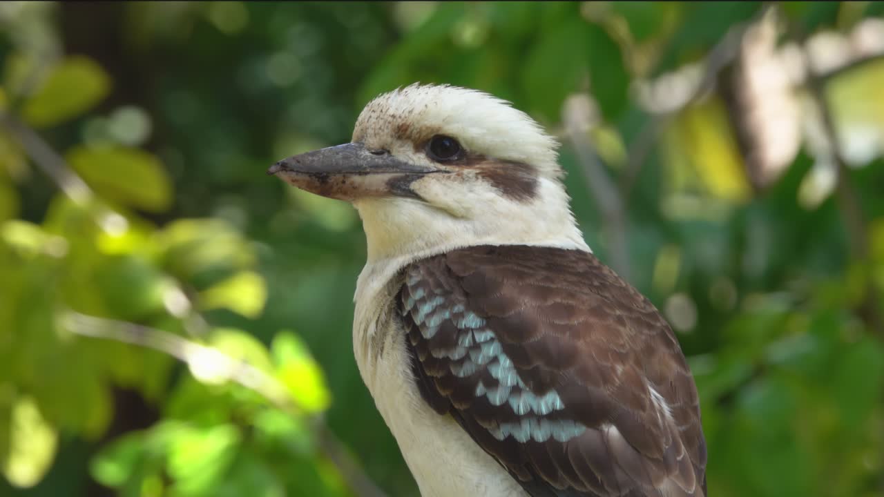 pájaro australiano descansando en una rama de árbol