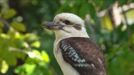 Australischer-Vogel,-Der-Auf-Einem-Ast-Ruht