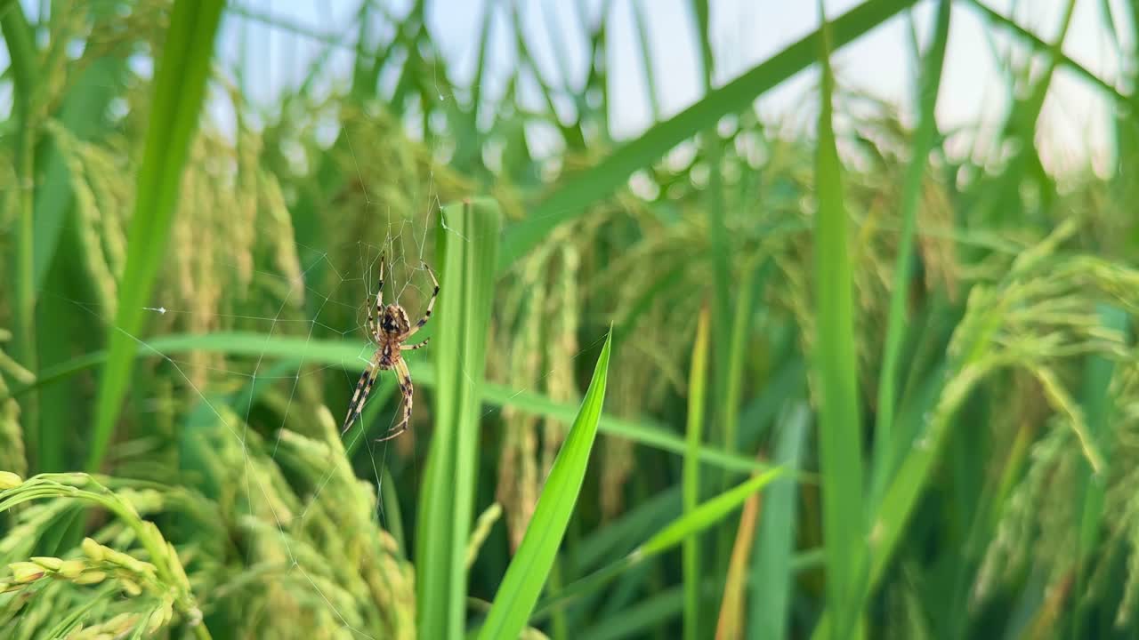 Close-up of an Argiope spider resting on its delicate orb web among lush green paddy stalks, highlighting natural pest control and ecological harmony within agricultural landscapes