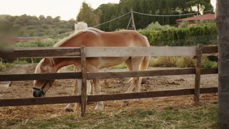 two horses in the ranch