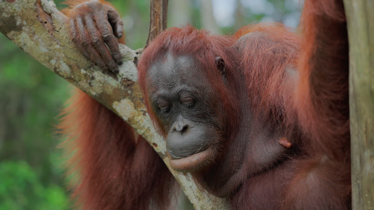 Ormandaki Orangutan