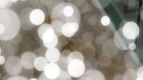 Small tan white dog resting on floor, bokeh circles floating over green wall in flat design
