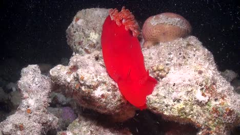 spanish dancer nudibranch on coral rock at night