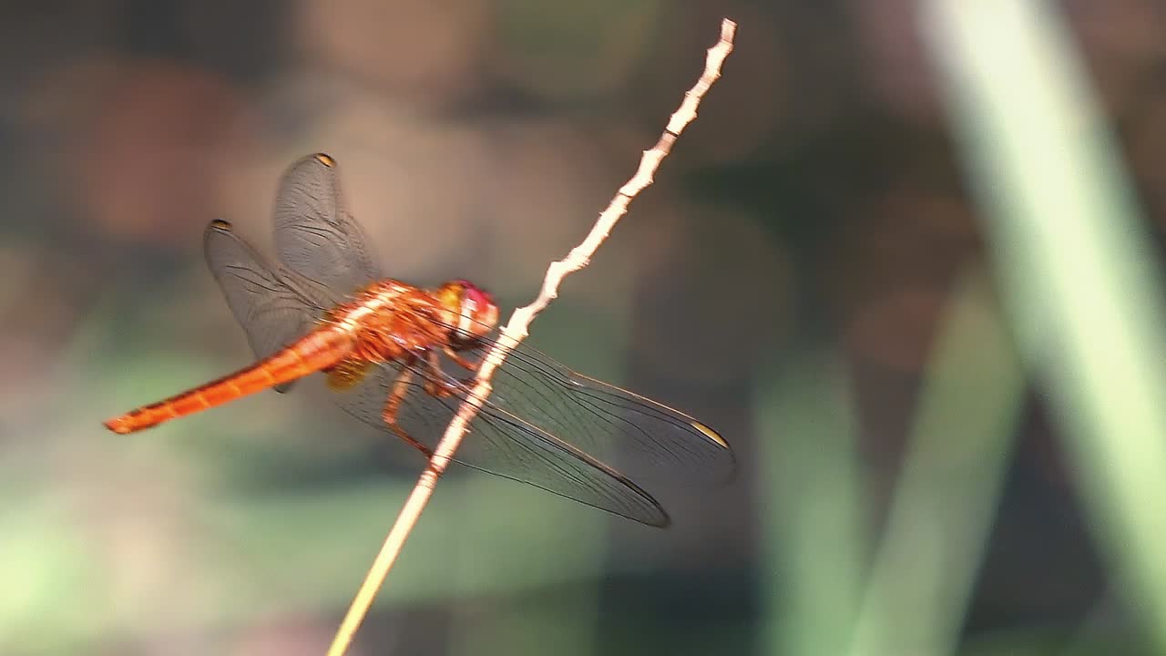 cerrar toma estática exterior de libélula roja en una ramita en el día