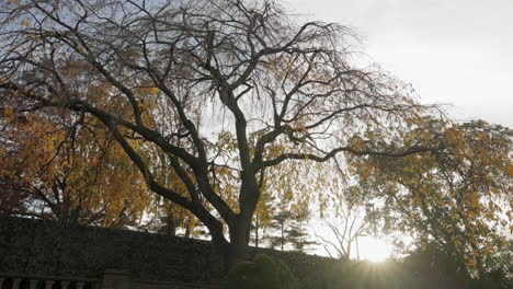 árboles-Escénicos-Y-Puesta-De-Sol---Club-De-Campo-Bluestone---Campana-Azul,-Pa