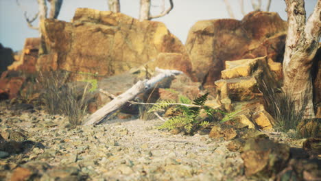 lava stone field with dead trees and plants