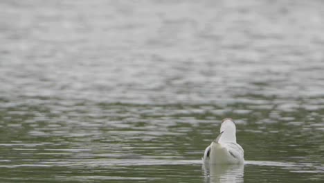 Gaviota-De-Cabeza-Negra-Flotando-En-El-Agua-Tranquila-Del-Lago