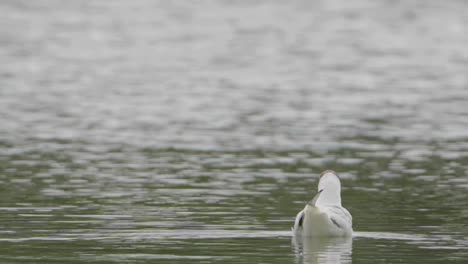 black-headed gull floating on calm lake water