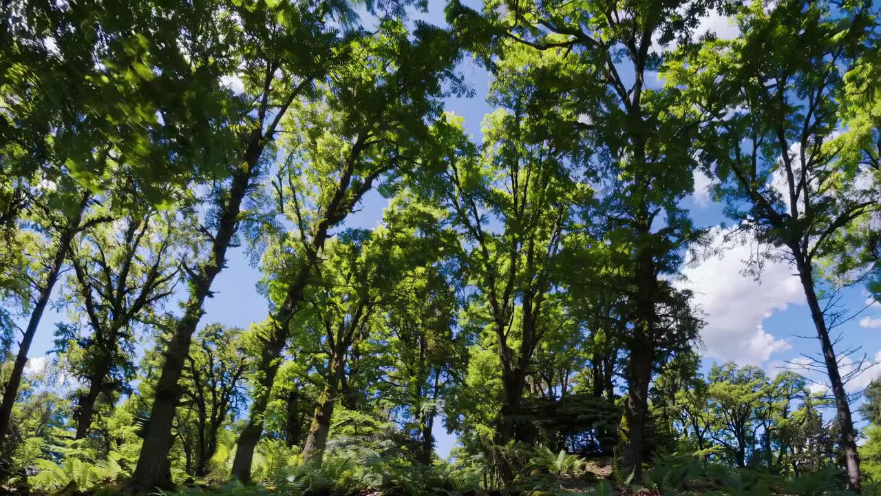 Low-angle video capturing lush green trees against a bright blue sky, conveying a serene, immersive