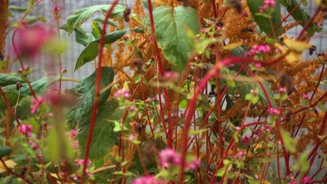 Juana's-Golden-Amaranth-Macro-Close-Up