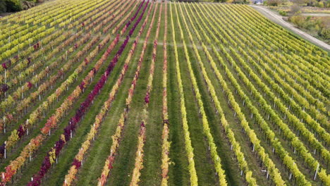 Tiro-De-Drone-De-Viñedo-De-Vid-Por-Encima-De-Un-Pueblo-Checo-En-Otoño