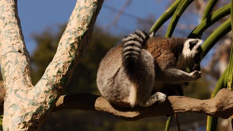 lemur interacting with tree branches