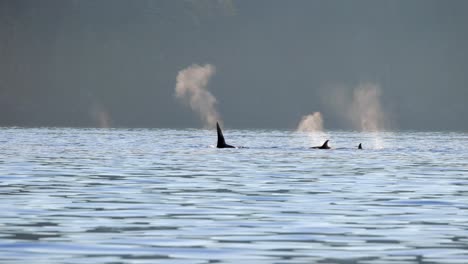 una manada de orcas nadando con un spray retroiluminado moviéndose hacia la izquierda