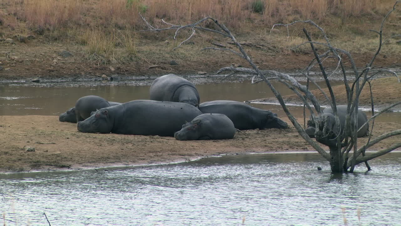 Wide shot of wild hippo family resting on river bank during daytime in Africa