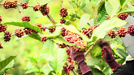 local vietnamese person harvesting red mature coffee beams