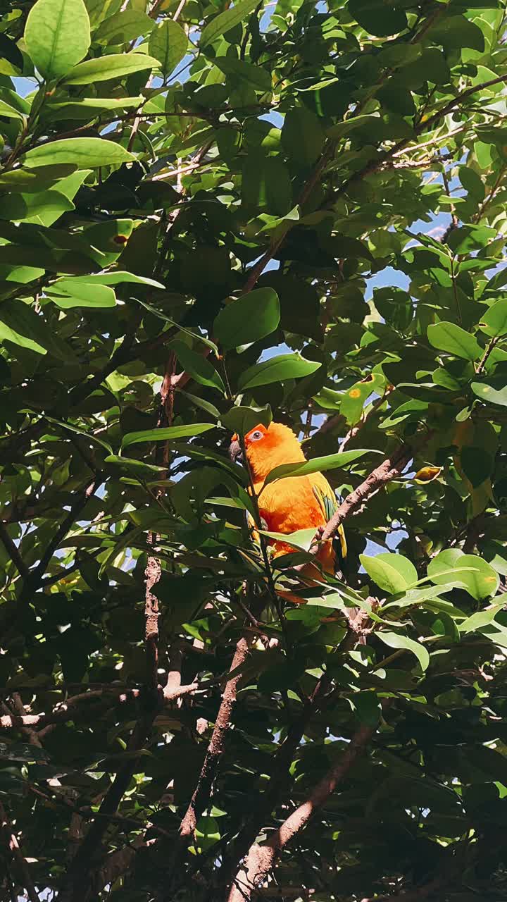 loro en un árbol de naranjas