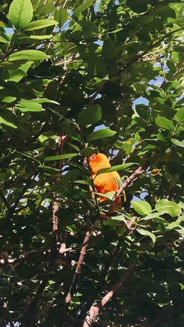 orange parrot in a tree