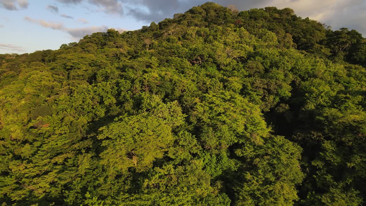 video aéreo de 4k de un dron filmando una jungla frondosa mientras vuela hacia atrás y hacia la distancia