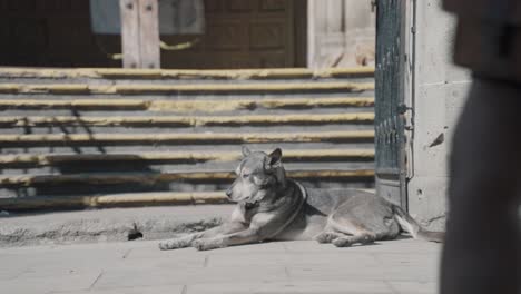 street dog sitting in the streets of oaxaca city, mexico