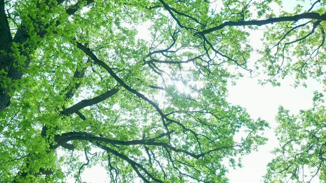 大きなオークの木の新緑の葉間から差し込む木漏れ日