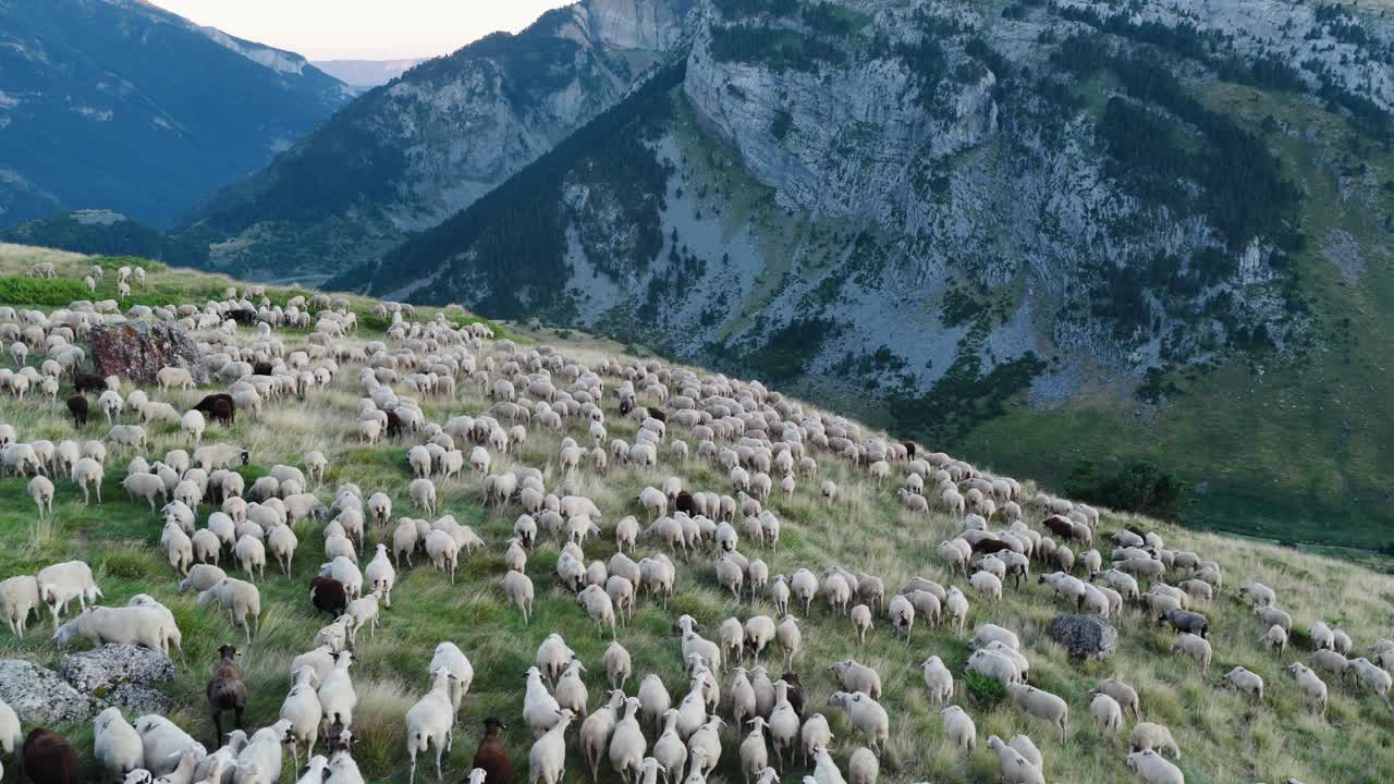 Herd of sheep grazing in the mountains