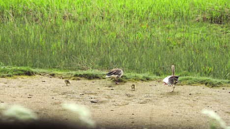 Greylag-geese-couple-grazing-with-newborn-goslings-in-sand-and-grass