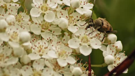 Escarabajo-De-Cuernos-Largos-Con-Motas-Alimentándose-Encima-De-Flores-De-Piracanta