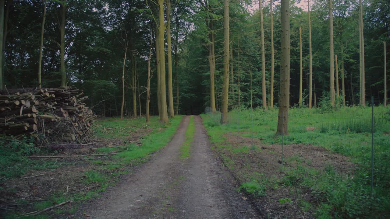 A peaceful forest path surrounded by tall trees in Langeland, Denmark, inviting nature walks