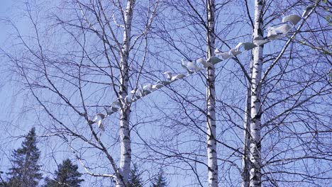 birch trees with hanging decorations