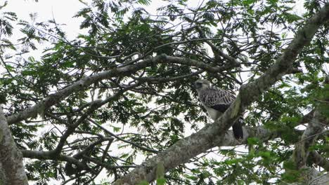 Seen-perched-in-between-branches-looking-to-the-left,-Philippine-Eagle-Pithecophaga-jefferyi,-Philippines