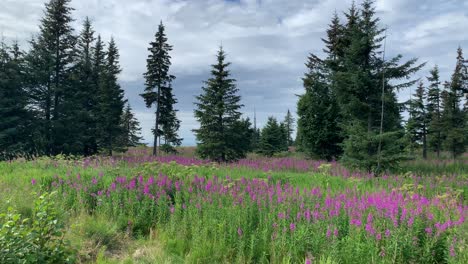 Schöne-Wiese-Mit-Blumen